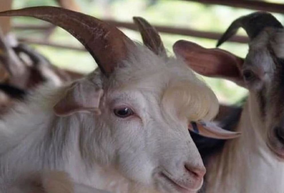 This goat starts posing on seeing camera