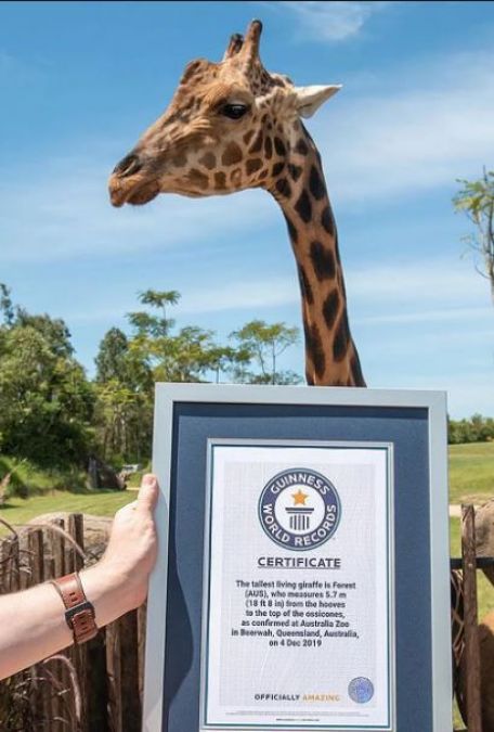 Giraffe named 'Forest' made it to Guinness World Record for being tallest in the world