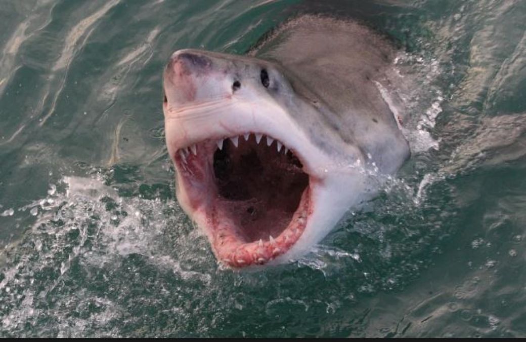 पेशेवर सर्फर पर शार्क ने किया हमला, वायरल हुआ वीडियो
