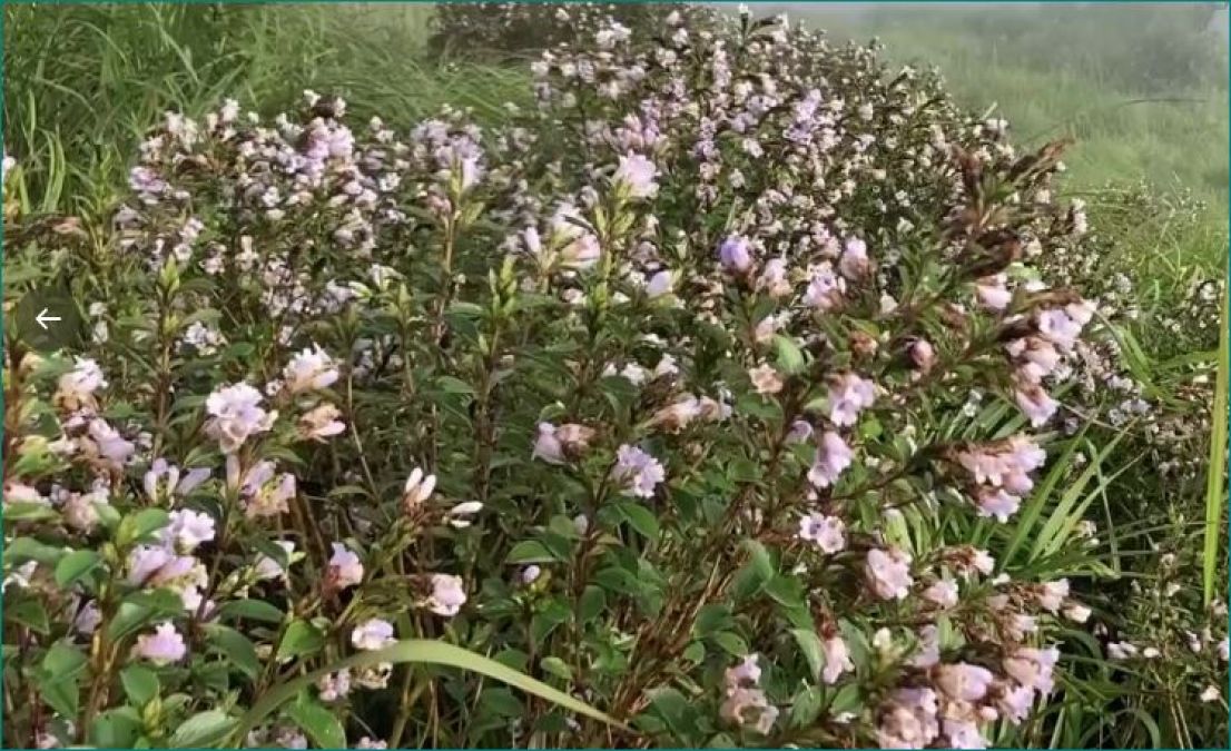 Neelanurinkji flowers blossom in Idukki's Shantanpara Shalom Hills