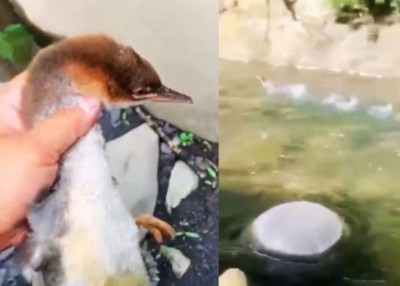 Video of duck goes viral on social media
