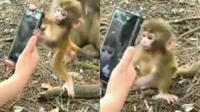 Video of monkey harassing goes viral on social media