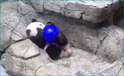 This video of a cute panda wins everyone's hearts