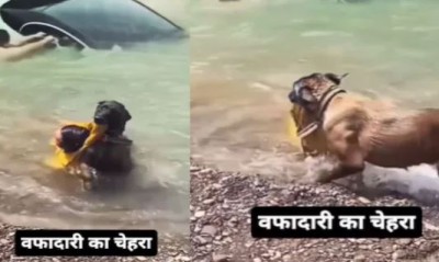 Dog shows loyalty amid floods, saves human life