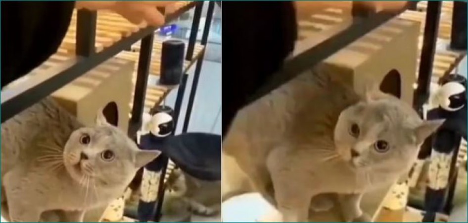 Ever seen a cat singing, video going viral