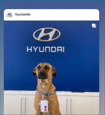 Car showroom hired street dog as salesman, picture going viral