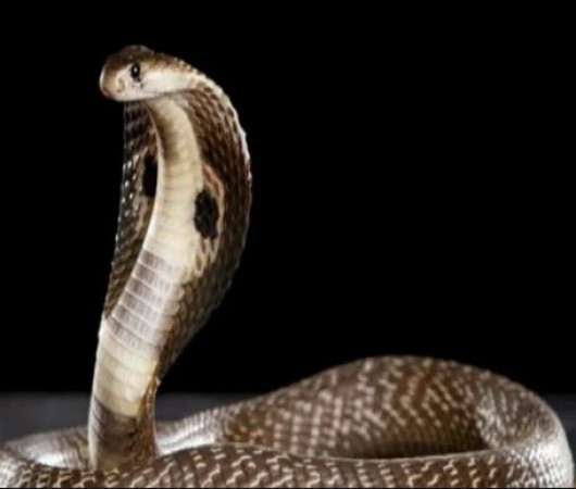 No snakes exist in this country, here are some lesser-known facts