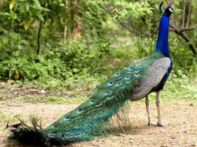 Peacock Never Makes Physical Relationship, Know other Interesting Facts!