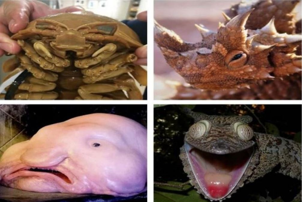 दुनिया के कुछ सबसे अजीबोगरीब जीव, जिन्हें देखते ही चींख पड़ेंगे आप