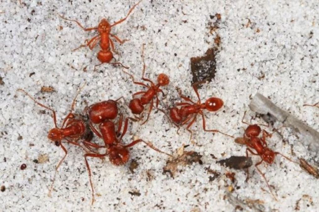 Do You Know Why Ants Crawl in a Straight Line?