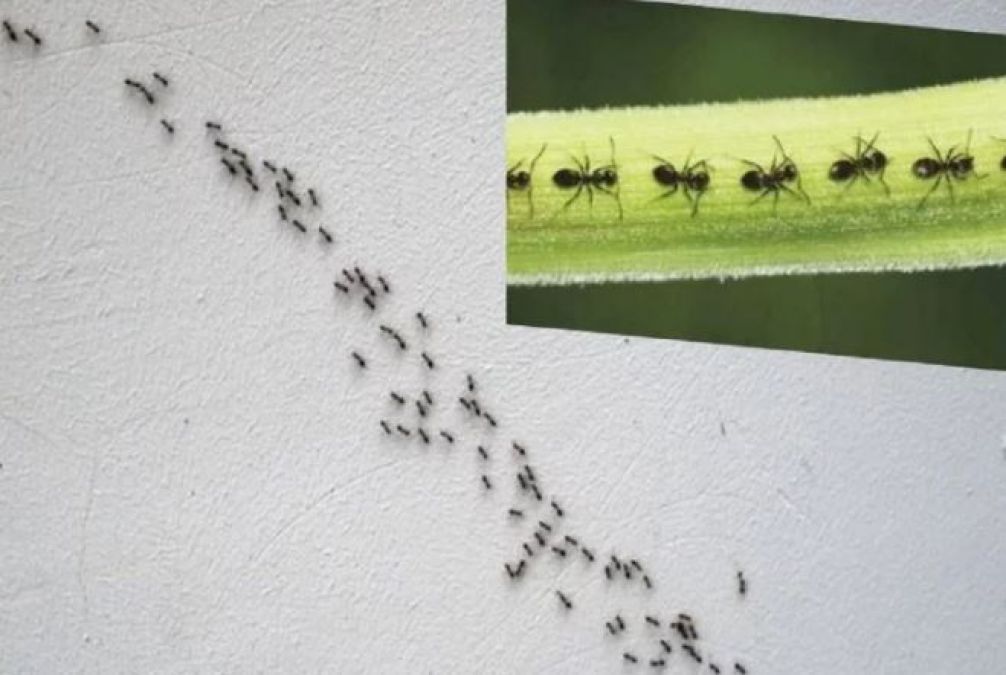 Do You Know Why Ants Crawl in a Straight Line?