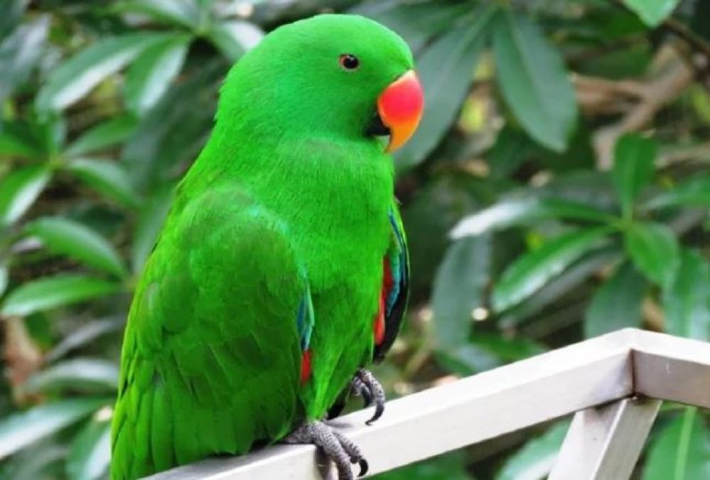 Scientists discover bones of 190 million-year-old parrot, research revealed after 11 years!