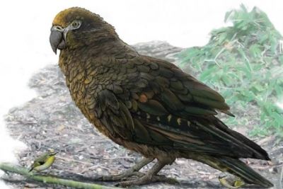 Scientists discover bones of 190 million-year-old parrot, research revealed after 11 years!