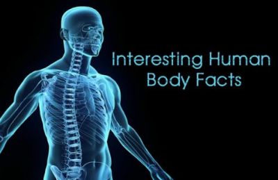 Human Head Contains 22 Bones, read other Interesting Facts!