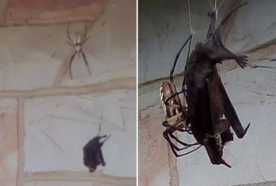 VIDEO: Fly is dangerous or bats, who died face-to-face?