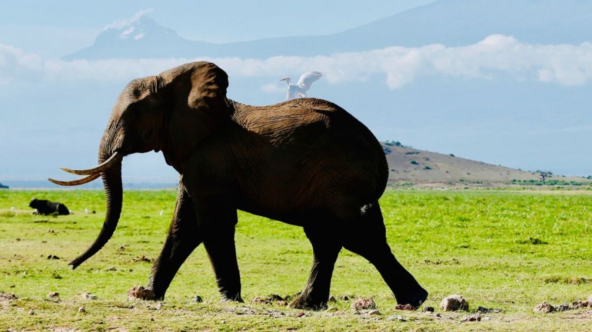 World Elephant Day : धरती से खत्म हो रहा गज 'राज', 170 में से 2 ही प्रजातियां बची आज