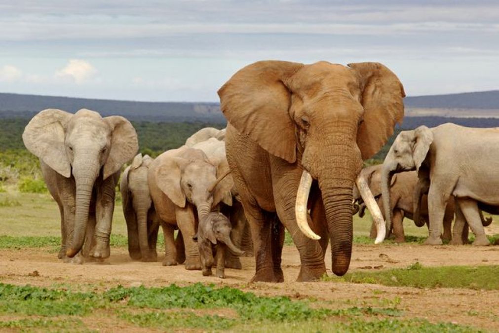 World Elephant Day: Elephants on verge of extinction, only 2 Out of 170 Species Survived today