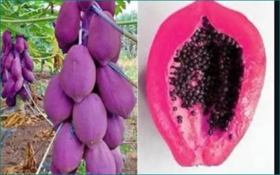 Purple Papaya pic goes viral on Twitter