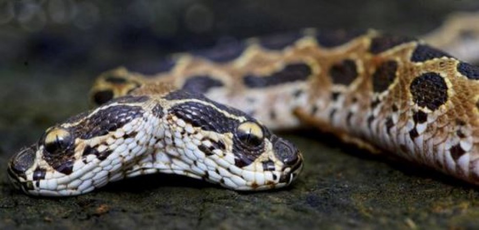 Two-faced poisonous snake seen roaming on streets of Maharashtra, video goes viral
