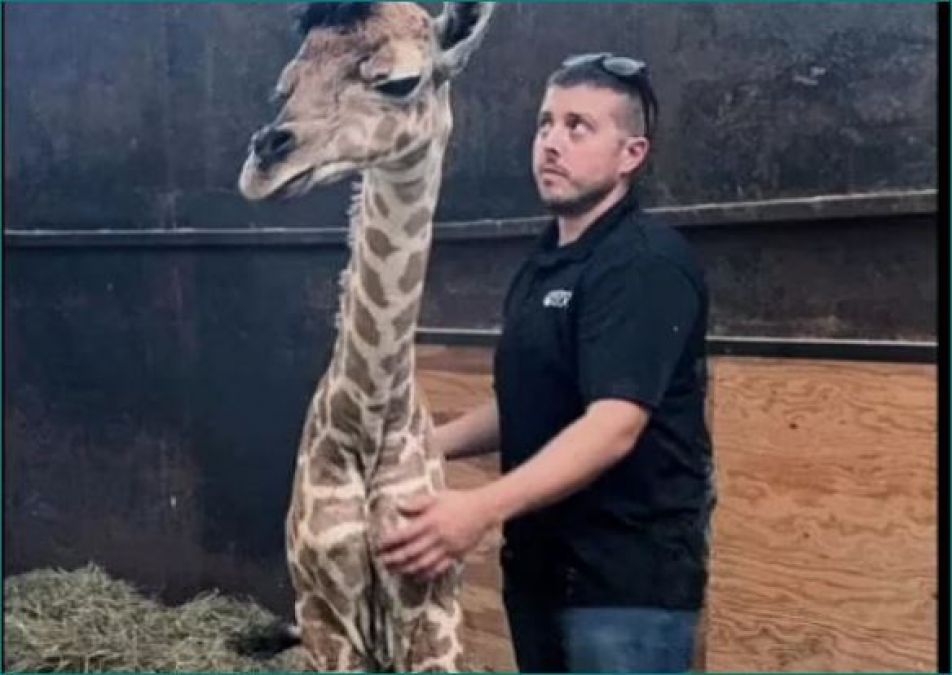 Giraffe sets unique record just two weeks of birth!
