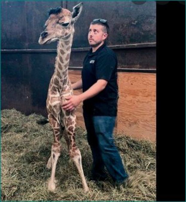 Giraffe sets unique record just two weeks of birth!