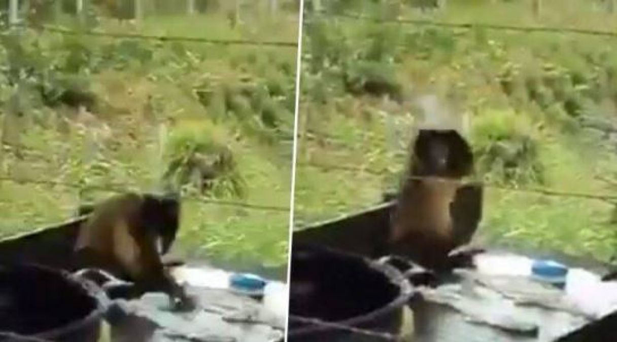 Monkey was working like humans, the video went viral!
