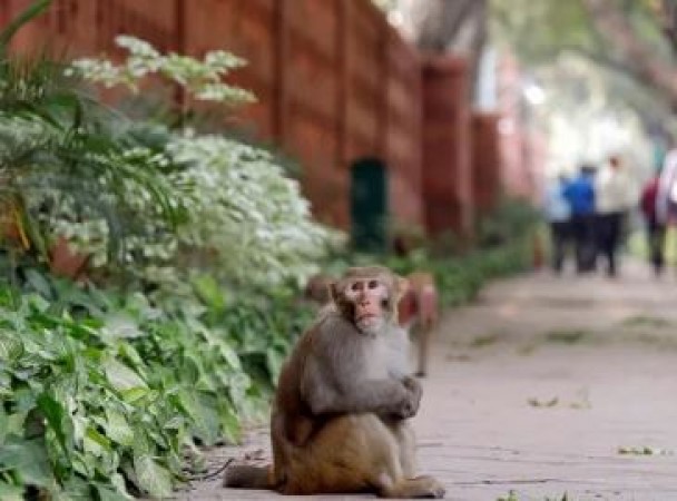 'Fake encounter' Monkey taught a lesson to a man, you will go ROFL