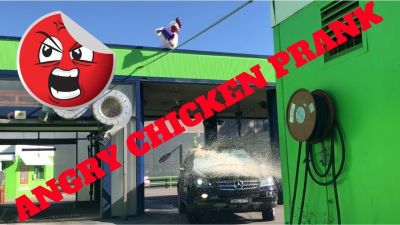 Video : क्या कभी देखा है आपने Angry Chicken ?