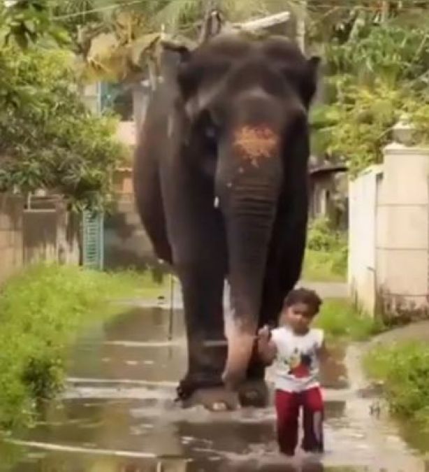 Two-year-old Indian girl and baby elephant share best-friend bond, watch video here