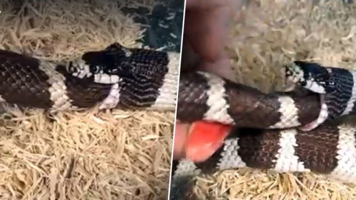 WATCH: Hungry snake swallows itself in stomach-churning video