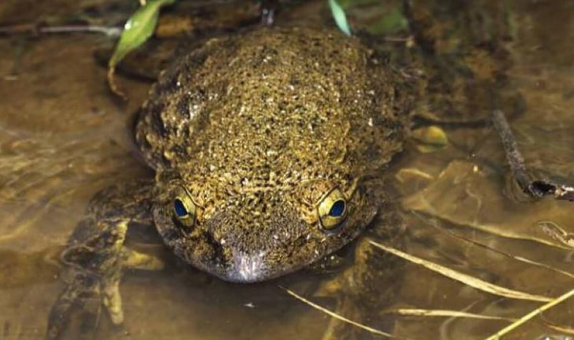These Frogs Make Ponds For Themselves, New Revelations In Research!