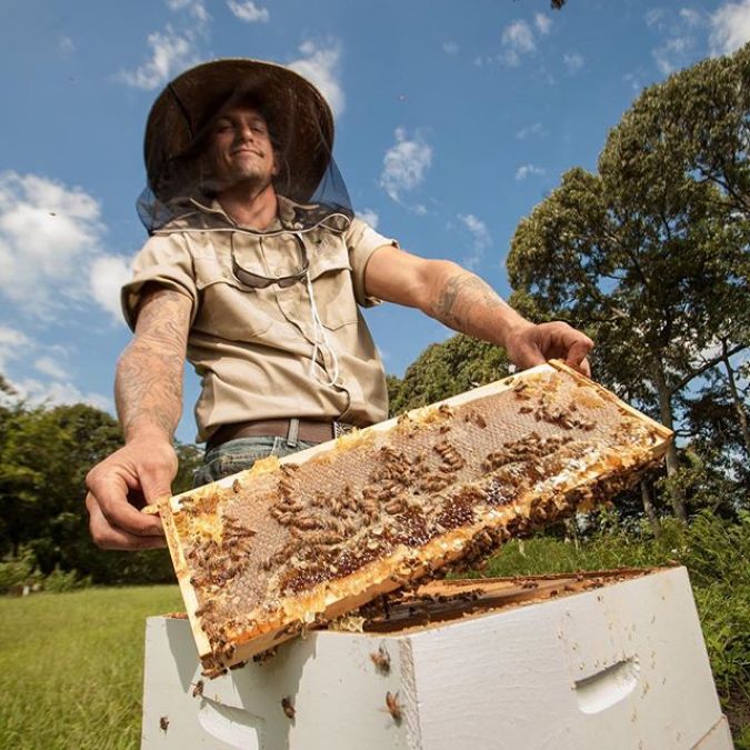 National Honey Bee Awareness Day : दुनियाभर में है 20 हजार प्रजाति, लेकिन 4 ही कर पाती है यह काम