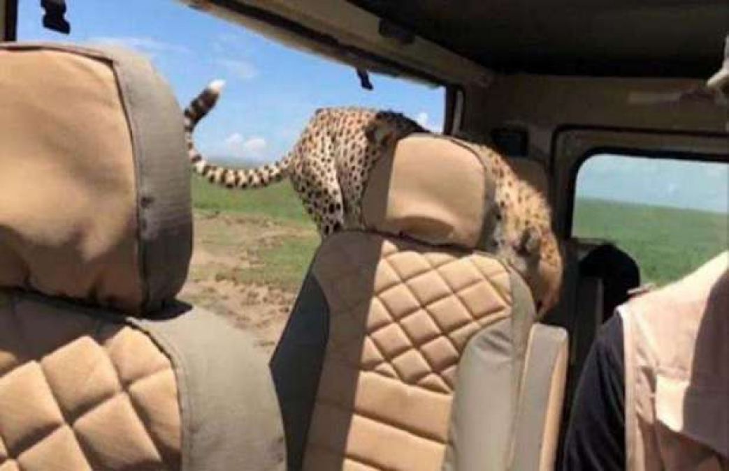Cheetah jumped into a terrified tourist's jeep during a safari