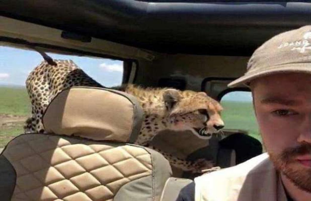 Cheetah jumped into a terrified tourist's jeep during a safari