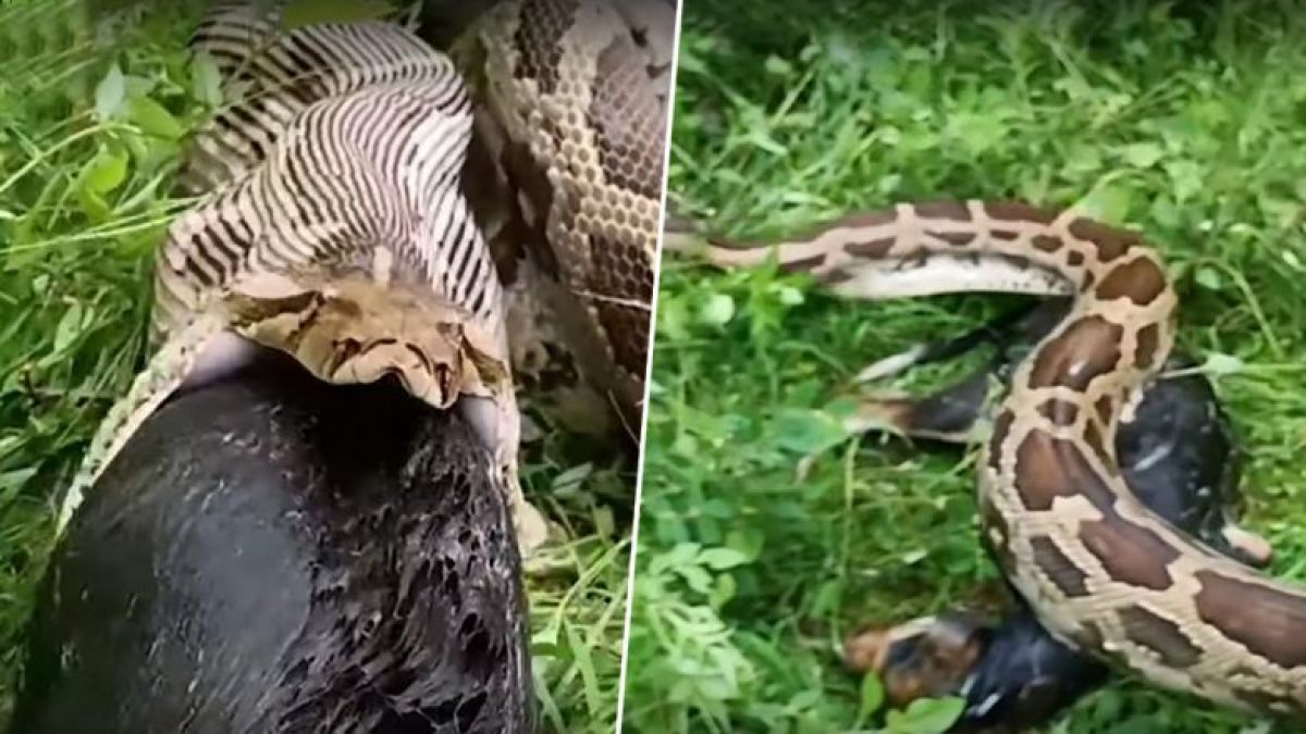 Python swallowed a dog who was moving on the road; know here!