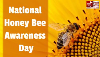 National Honey Bee Awareness Day: know amazing facts about bees