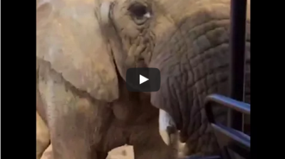 जब हाथी को देखकर डर गए ये टूरिस्ट, वायरल हो रहा वीडियो