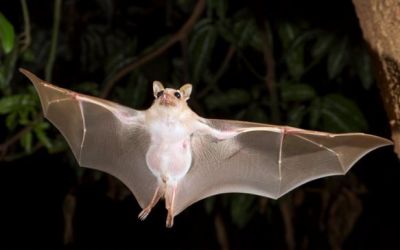 Bats have these special things in their wings, for which they are able to do acrobats at night!
