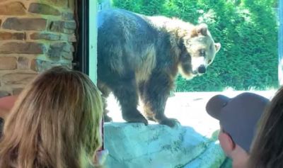 VIDEO:Bear surprised people by doing this thing in Zoo