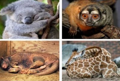 जानिए दुनिया के अजीब जीवों के बारे में, कोई सोता है 22 घंटे तो कोई सिर्फ 30 मिनट