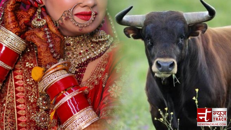 Married woman fell in love with a bull, will now marry