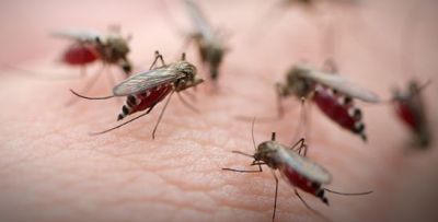 Amazing Facts: Things You Didn't Know About Mosquitoes