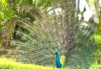 Video: Several peacocks seen dancing near railway line, check out the unmissable video