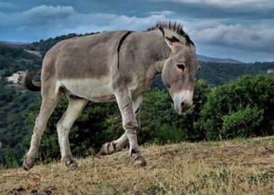 Amazing Facts: things you probably didn't know about Donkeys