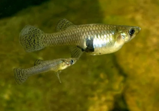 Fish of this particular species live on land