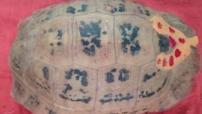 People stunned to see amazing turtle with dashavatar found in Raigad