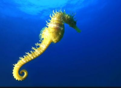 Sea Horses Can Also See Backside, Know Facts