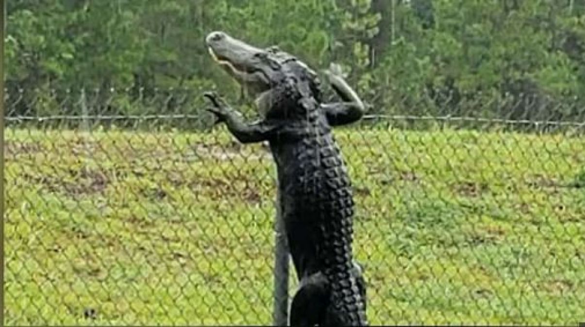 Video: Alligators caught climbing fences and swimming across roads