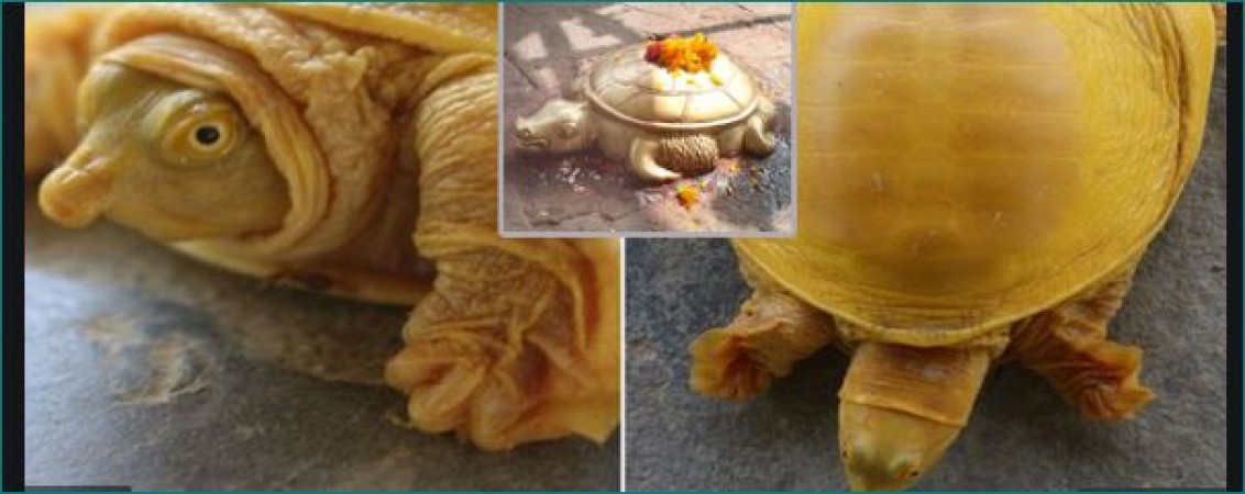Golden turtle found in Nepal, people worshipping considering it incarnation of Vishnu