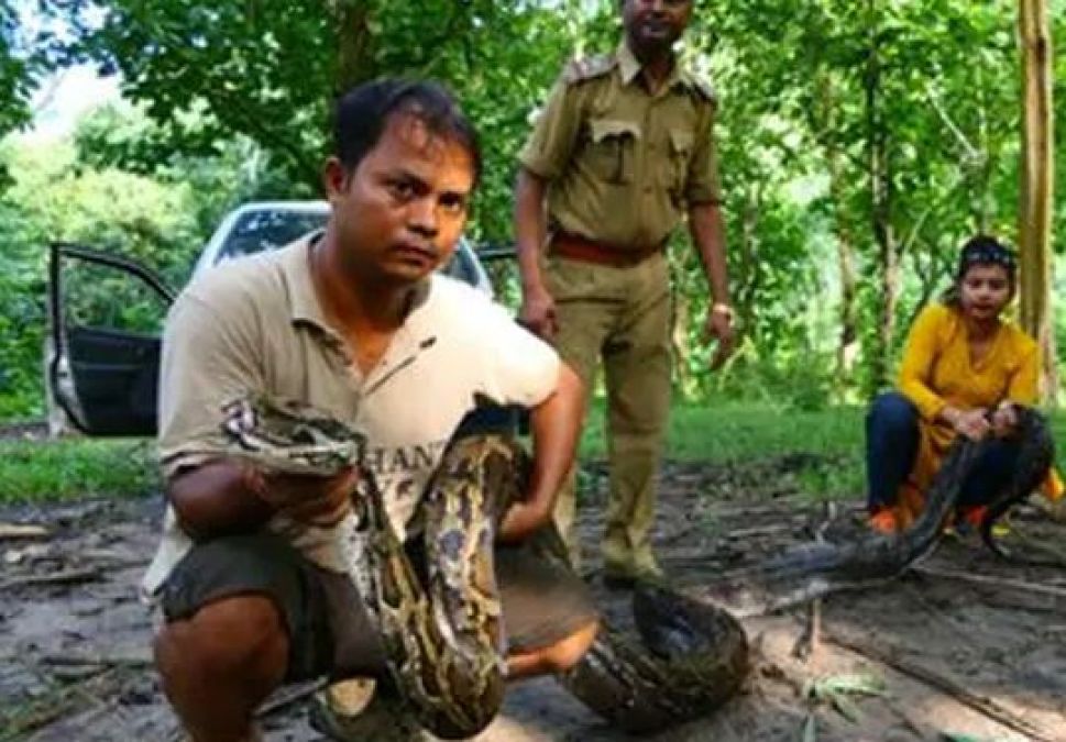 14-feet-long python found in Assam forest, released later
